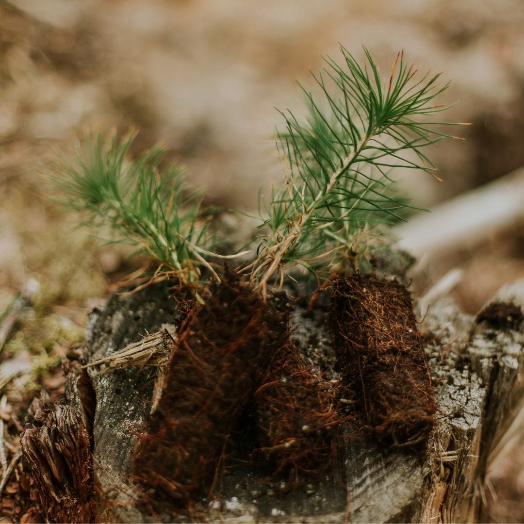 Nous plantons 1 arbre pour chaque commande en ligne