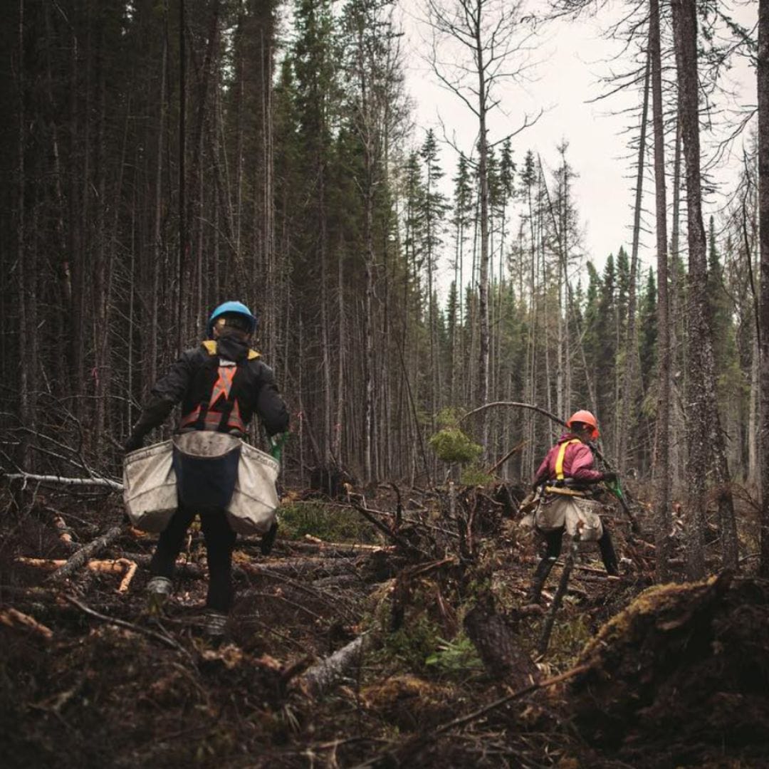 Quels arbres plantons-nous ?
