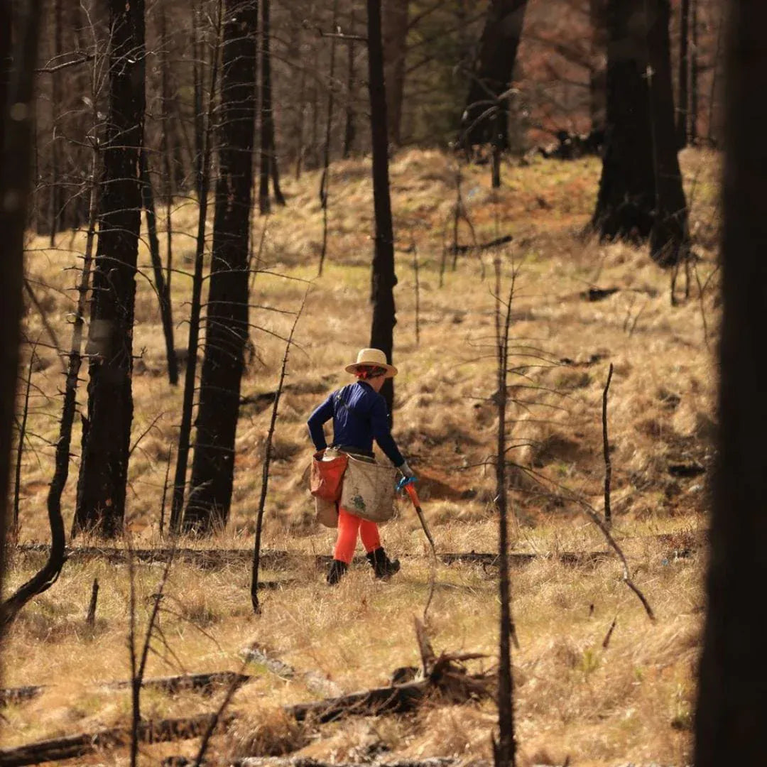 Avec qui plantons-nous les arbres ?